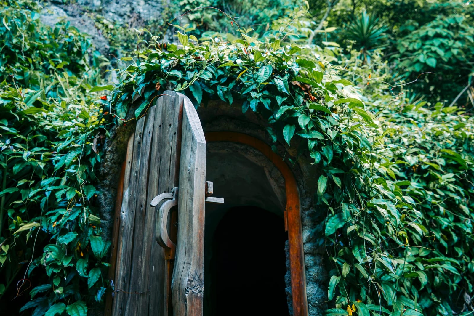 A vine-wrapped doorway into a temazcal ceremony space