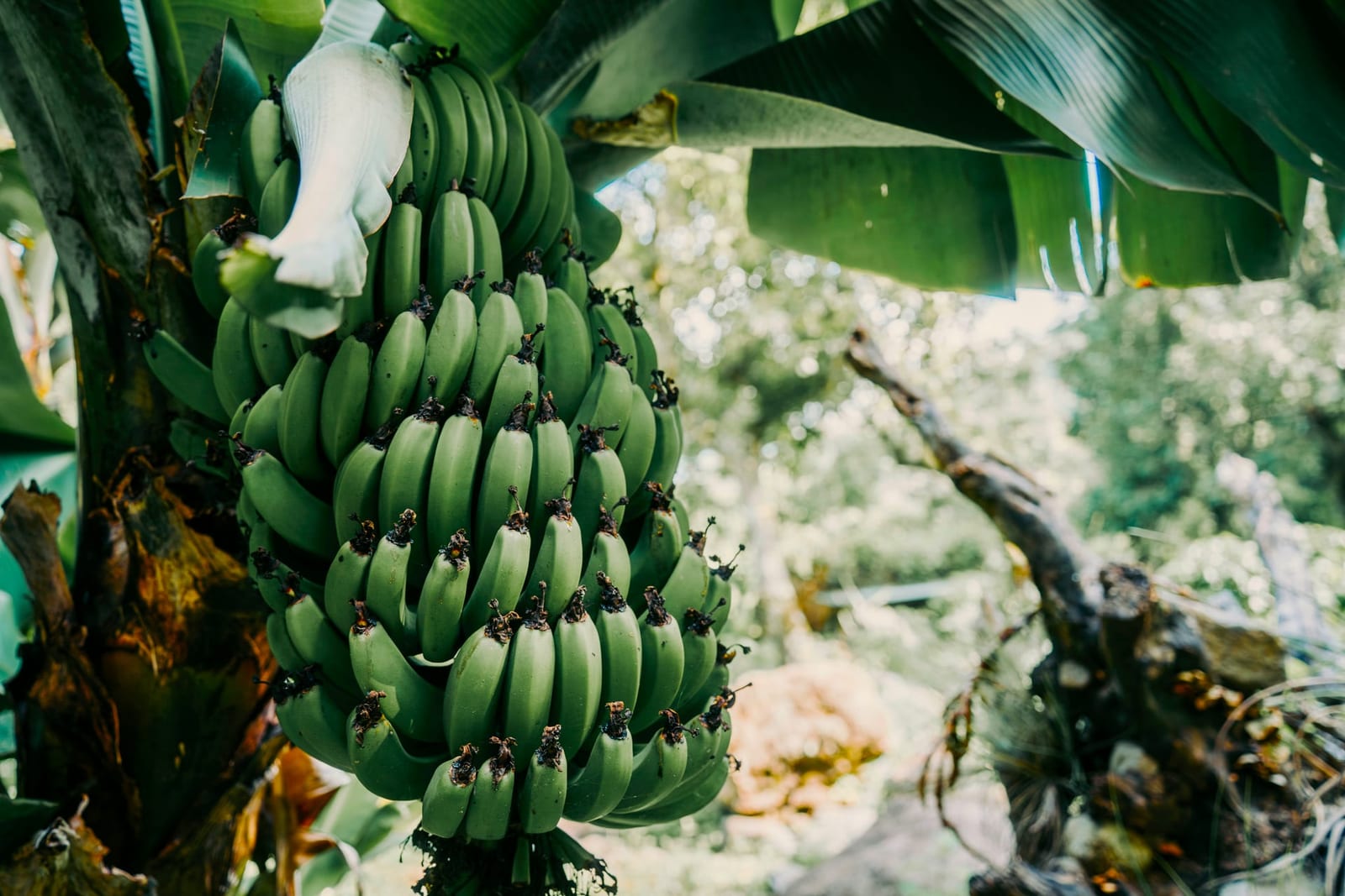 A heavy bunch of bananas ripening on the property